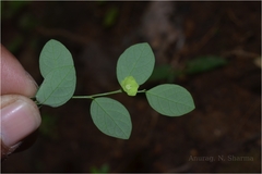 Sauropus quadrangularis